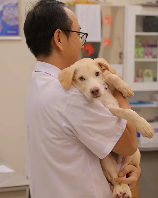 Bác sĩ thú y khám sức khỏe cho chó con tại Sana Pet Hospital Phú Nhuận