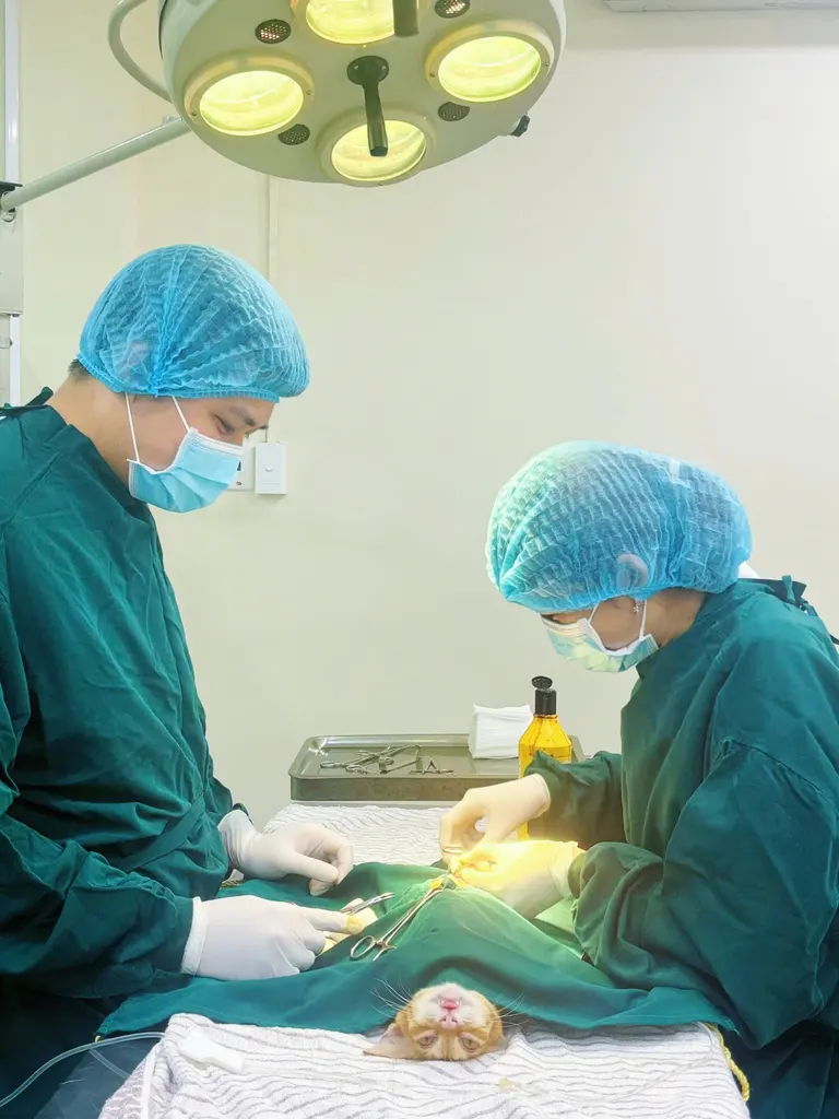 Ê-kíp bác sĩ phẫu thuật cho mèo trong phòng mổ vô trùng tại Sana Pet Hospital Phú Nhuận