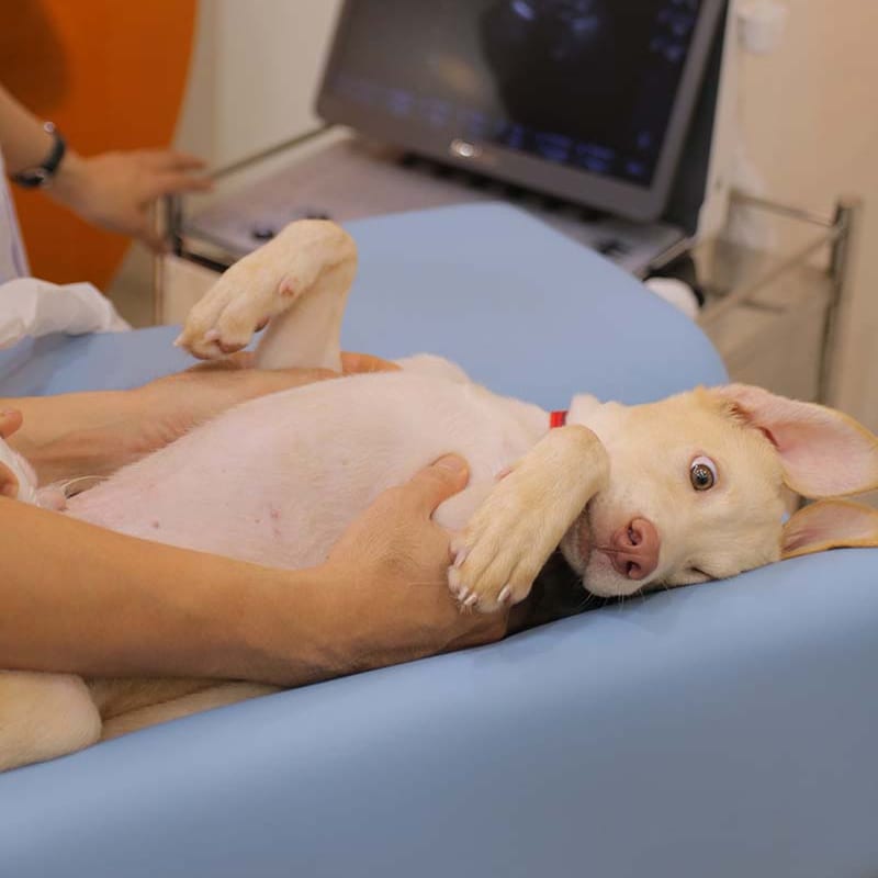 Siêu âm ổ bụng cho chó tại phòng khám thú y Sana Pet Hospital Phú Nhuận