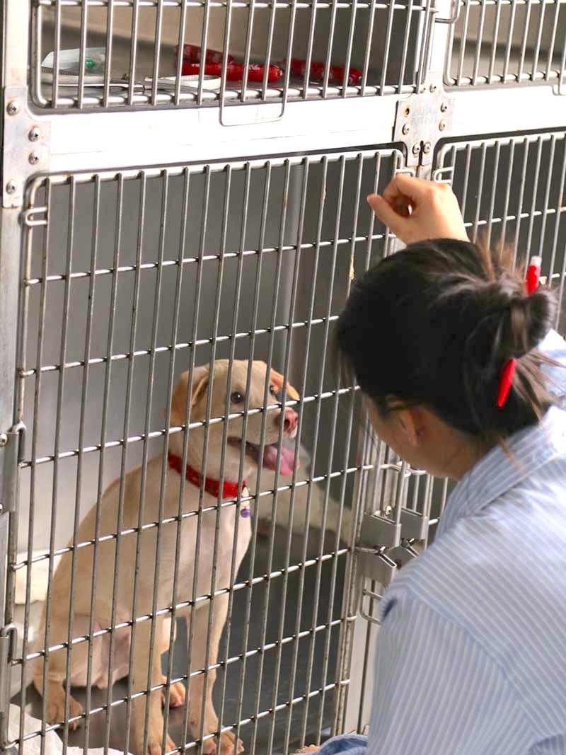 Nhân viên Sana Pet chăm sóc chó tại khu lưu trú, khách sạn thú cưng ở Phú Nhuận