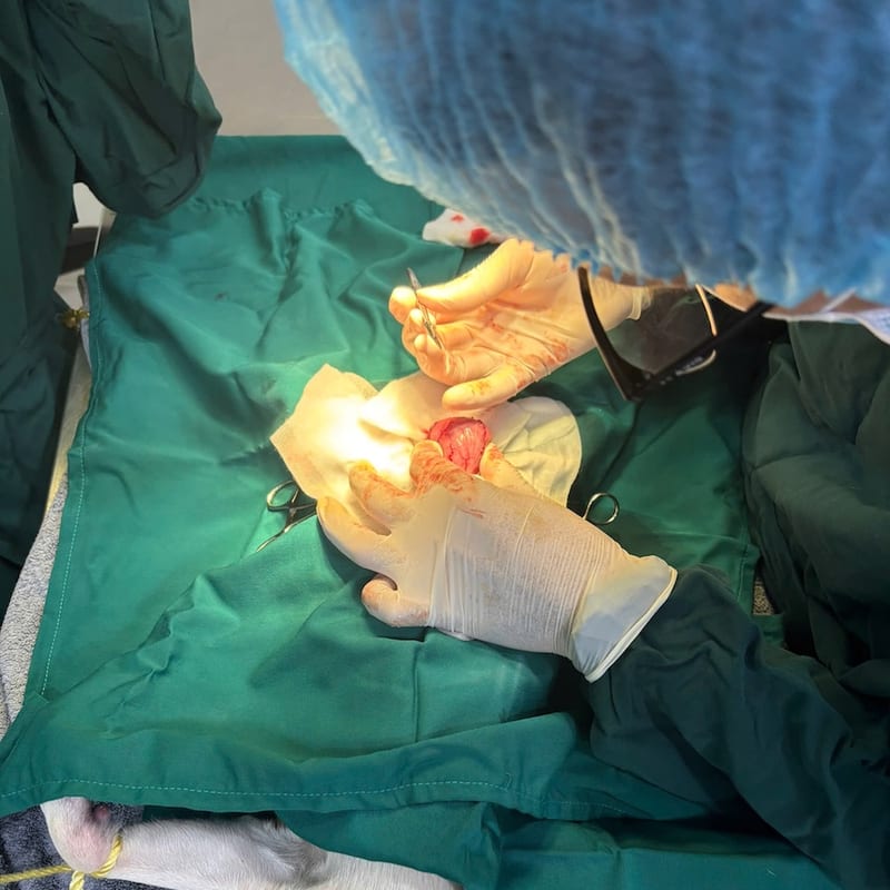 Cận cảnh ca phẫu thuật vô trùng cho thú cưng tại Sana Pet Hospital Phú Nhuận