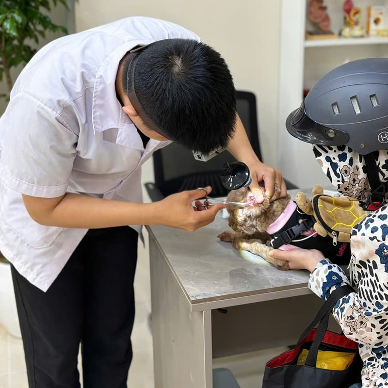 Bác sĩ thú y khám sức khỏe cho chó cùng chủ nuôi tại Sana Pet Hospital Phú Nhuận