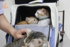Ảnh thu nhỏ: chăm sóc mèo tại Sana Pet Hospital Phú Nhuận