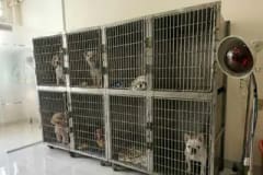 Ảnh thu nhỏ: khu lưu trú thú cưng tại Sana Pet Hospital Phú Nhuận