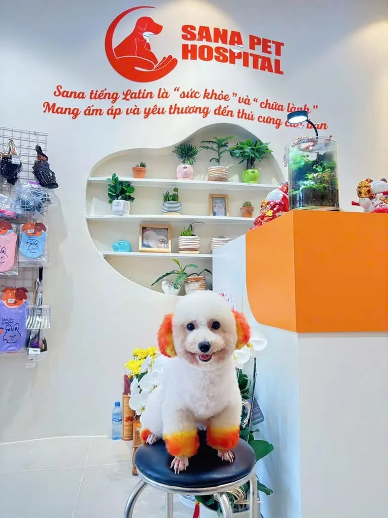 Dịch vụ spa cắt tỉa và nhuộm lông chó Poodle tại Sana Pet Hospital Phú Nhuận
