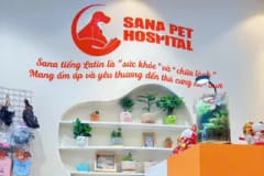 Ảnh thu nhỏ: spa cắt tỉa lông chó Poodle tại Sana Pet Hospital Phú Nhuận