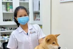 Ảnh thu nhỏ: khám sức khỏe chó Shiba tại Sana Pet Hospital Phú Nhuận